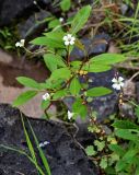 Saxifraga cernua. Цветущее растение в сообществе с Salix. Красноярский край, Таймырский Долгано-Ненецкий р-н, плато Путорана, водопад Брат, каменистый берег реки. 24.07.2023.