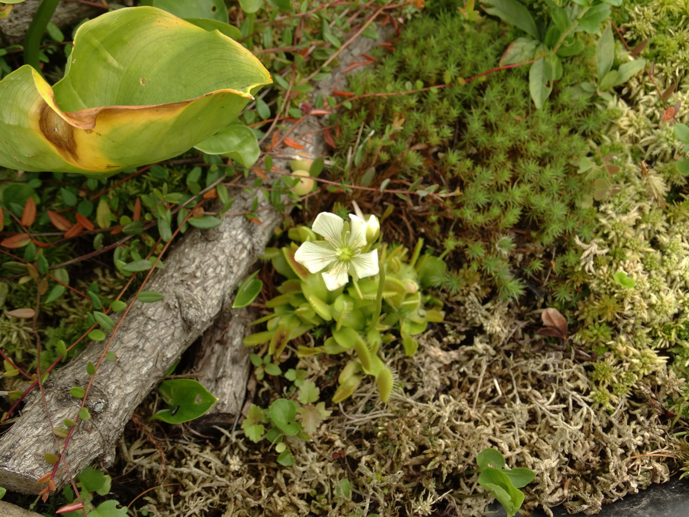 Изображение особи Dionaea muscipula.