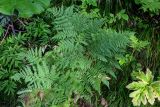 род Pteridium. Вегетирующие растения в сообществе с Petasites amplus, Heracleum, Angelica и Rubus. Сахалин, Корсаковский гор. округ, пик Чехова, ≈ 500 м н.у.м., опушка смешанного леса. 17.08.2022.