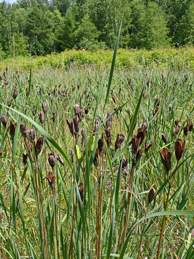 Image of Iris sanguinea specimen.