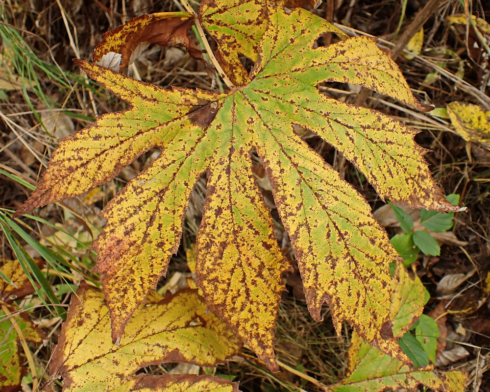 Image of Filipendula palmata specimen.