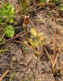 Hemerocallis middendorffii. Плодоносящее растение в сообществе с Atractylodes ovata. Приморье, Партизанский р-н, мыс Клыкова, каменистый участок лугового склона. 30.07.2021.