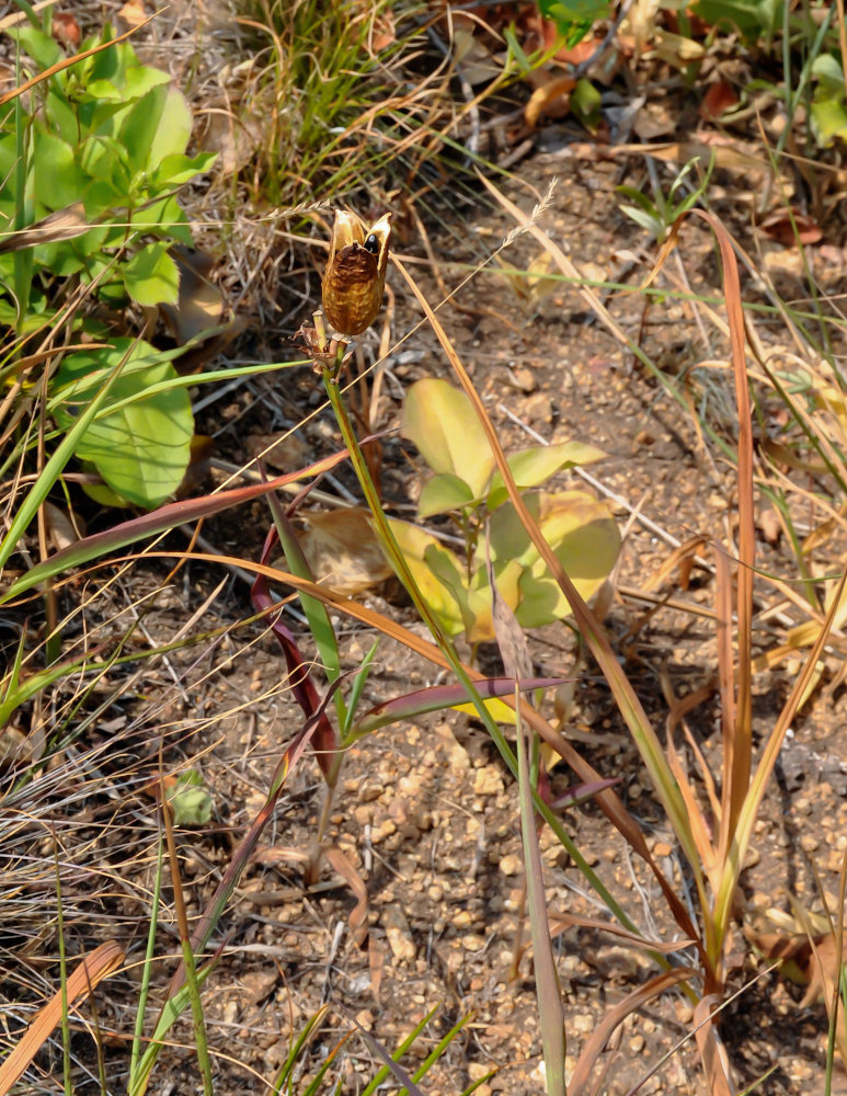 Изображение особи Hemerocallis middendorffii.