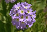 Primula auriculata. Соцветие. Карачаево-Черкесия, Карачаевский р-н, Большой Кавказ, правый борт ущелья Кичкинекол, долина реки Таллычат, западный склон хребта под перевалом Малый Кичкинекол, ≈ 2780 м н.у.м., частично задернованная каменистая россыпь. 22.07.2023.