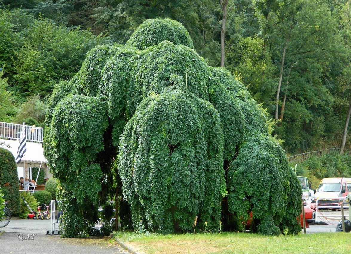 Изображение особи Styphnolobium japonicum.