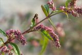 Persicaria lapathifolia