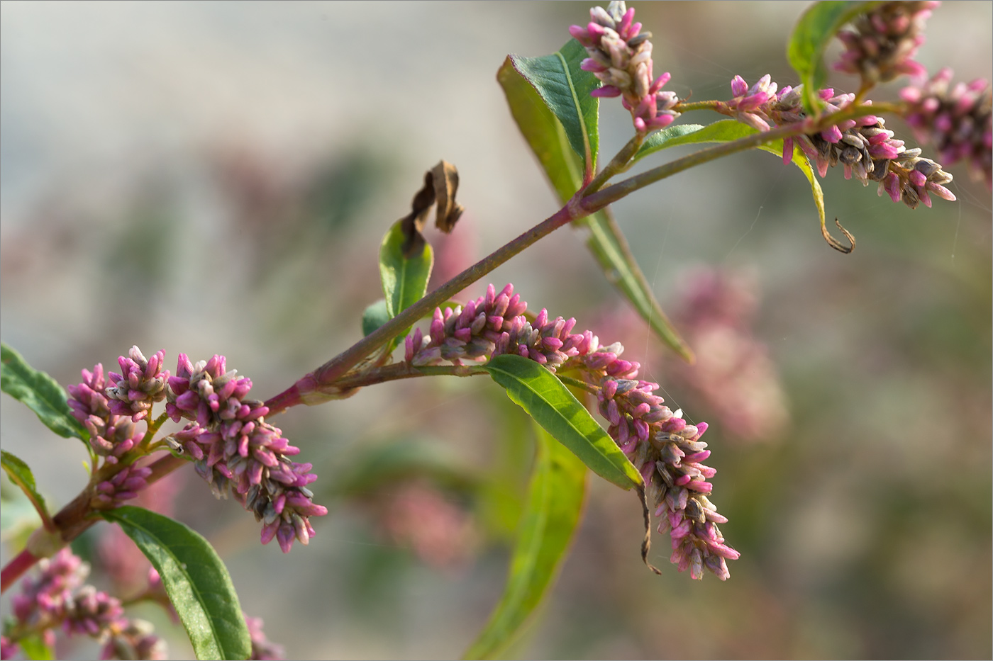 Изображение особи Persicaria lapathifolia.