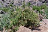 Pluchea dioscoridis. Отцветающее и плодоносящее растение. Египет, мухафаза Асуан, о-в Агилика, каменистый сухой склон. 03.05.2023.