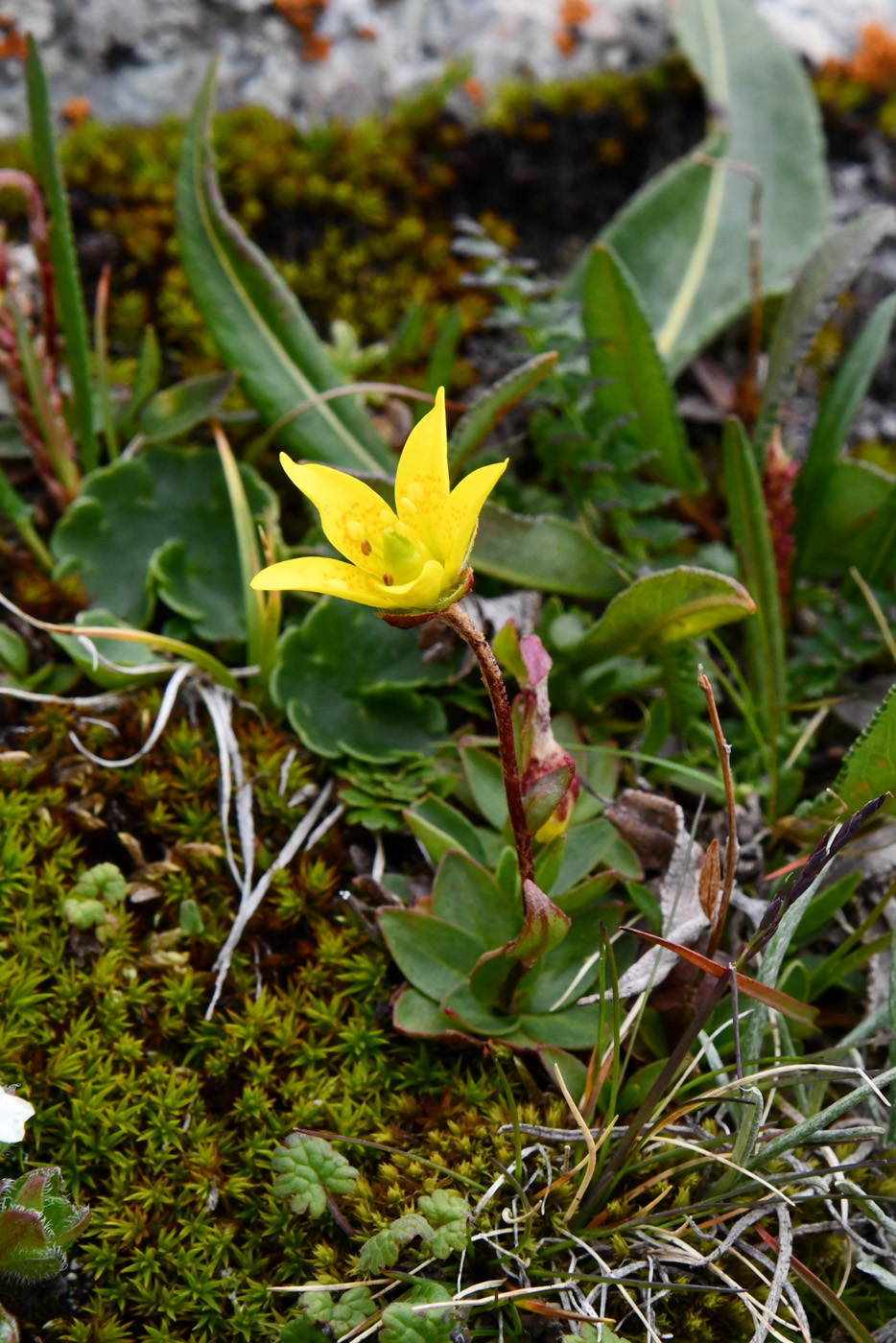 Изображение особи Saxifraga hirculus.