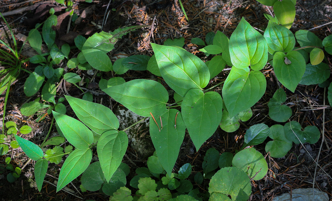 Image of Vincetoxicum hirundinaria specimen.