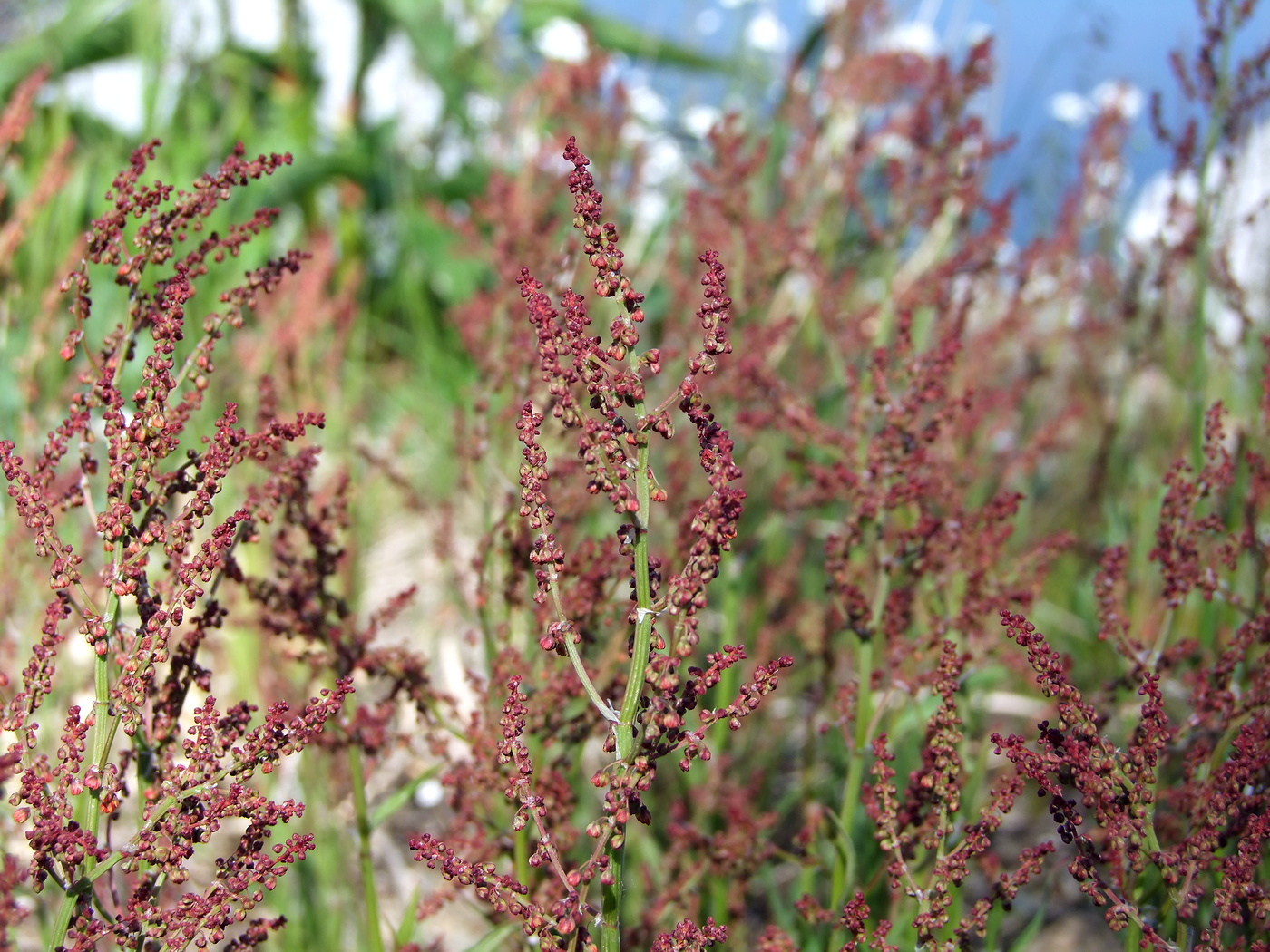 Изображение особи Rumex acetosella.