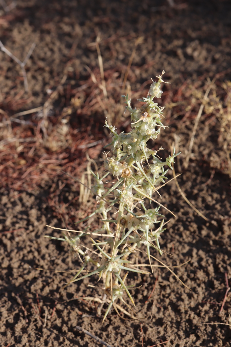 Изображение особи Salsola sogdiana.