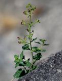 Scrophularia rupestris. Цветущее растение. Грузия, Самцхе-Джавахети, пещерный монастырь Вардзиа, на скале. 13.06.2023.