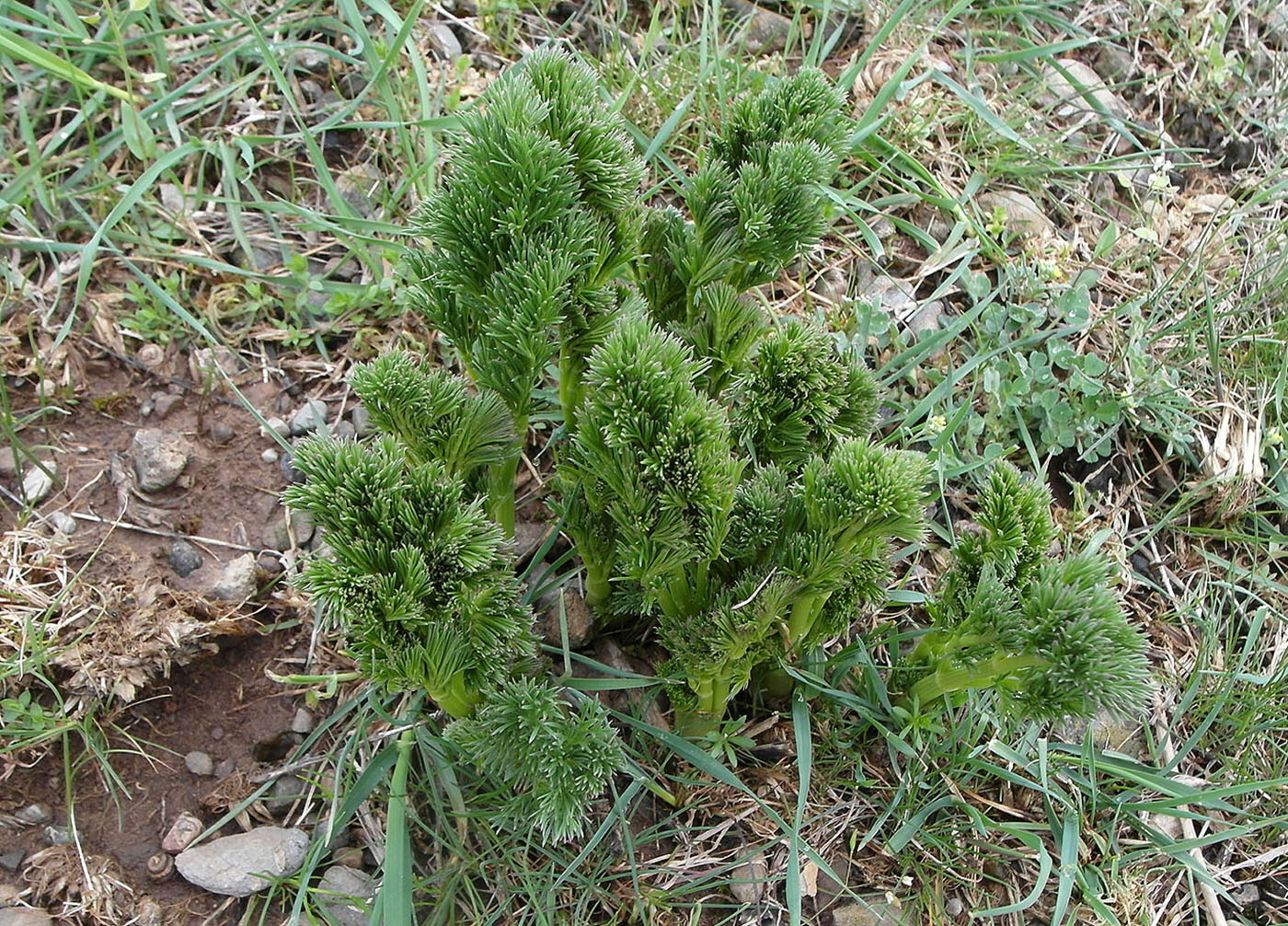 Image of Prangos ornata specimen.