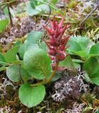 Salix polaris