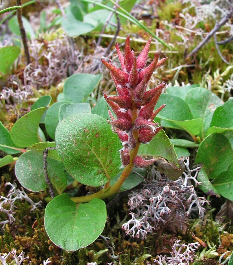 Image of Salix polaris specimen.