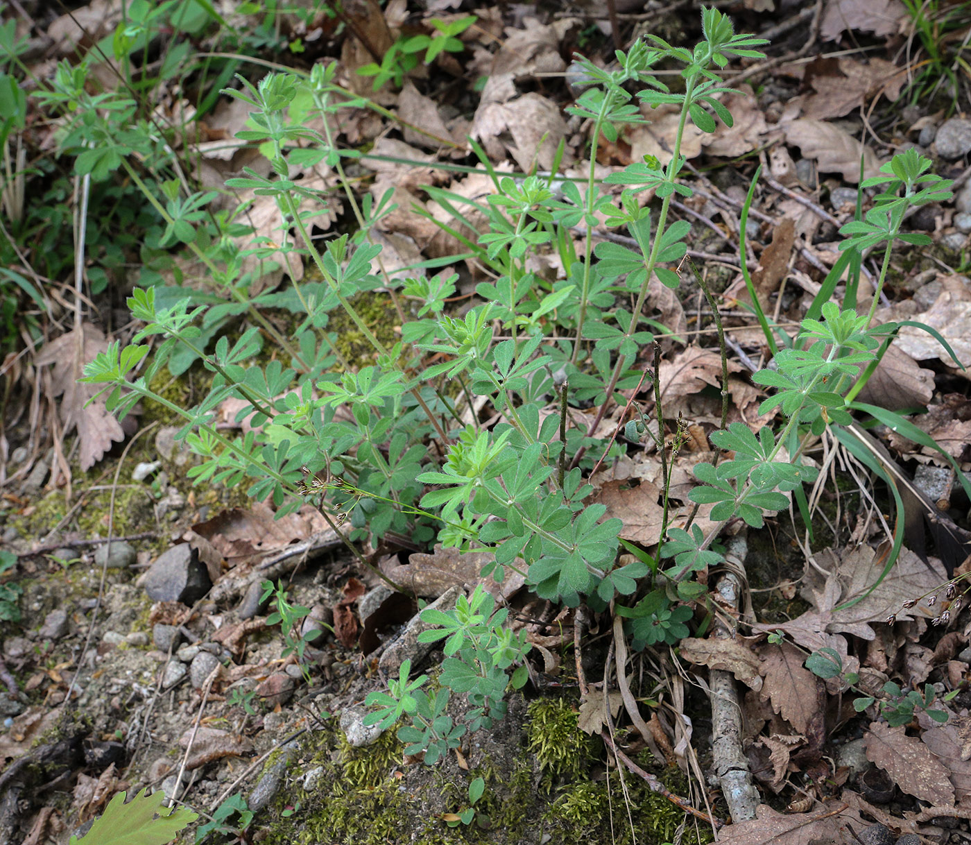 Image of genus Dorycnium specimen.