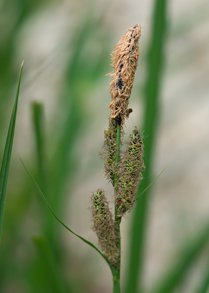 Изображение особи Carex acutiformis.