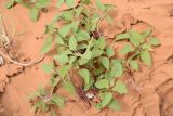 Xanthium orientale