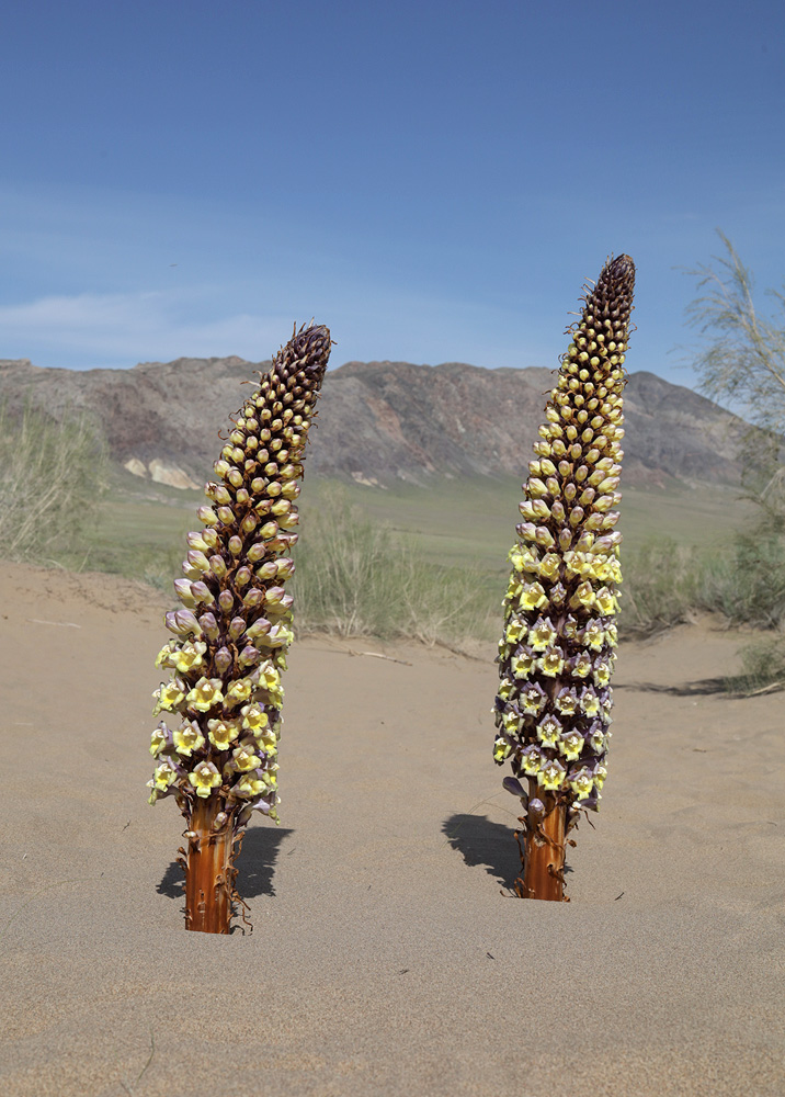 Image of Cistanche flava specimen.