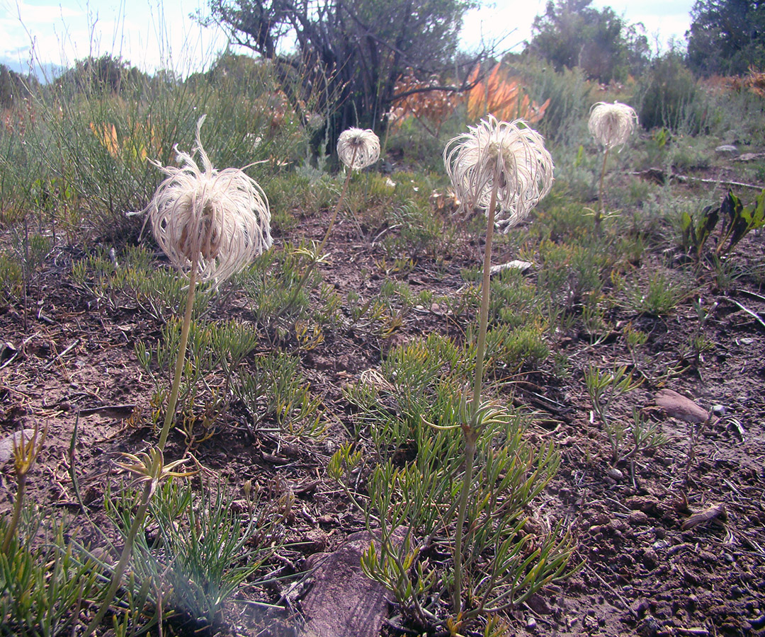 Image of Pulsatilla kostyczewii specimen.