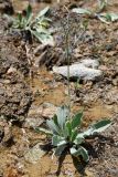 Lindelofia stylosa