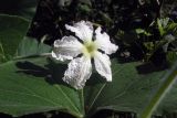 Lagenaria siceraria