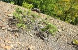 Juniperus deltoides