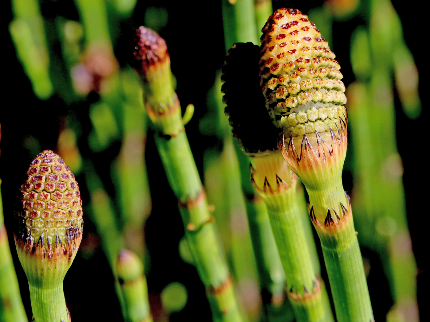 Изображение особи Equisetum fluviatile.