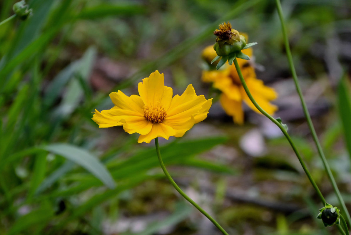 Изображение особи Coreopsis grandiflora.