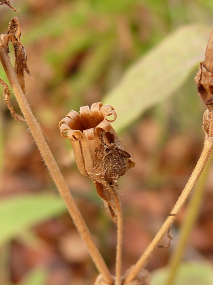 Изображение особи Melandrium dioicum.