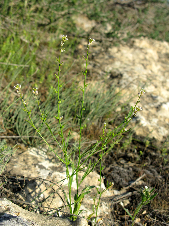 Image of Litwinowia tenuissima specimen.