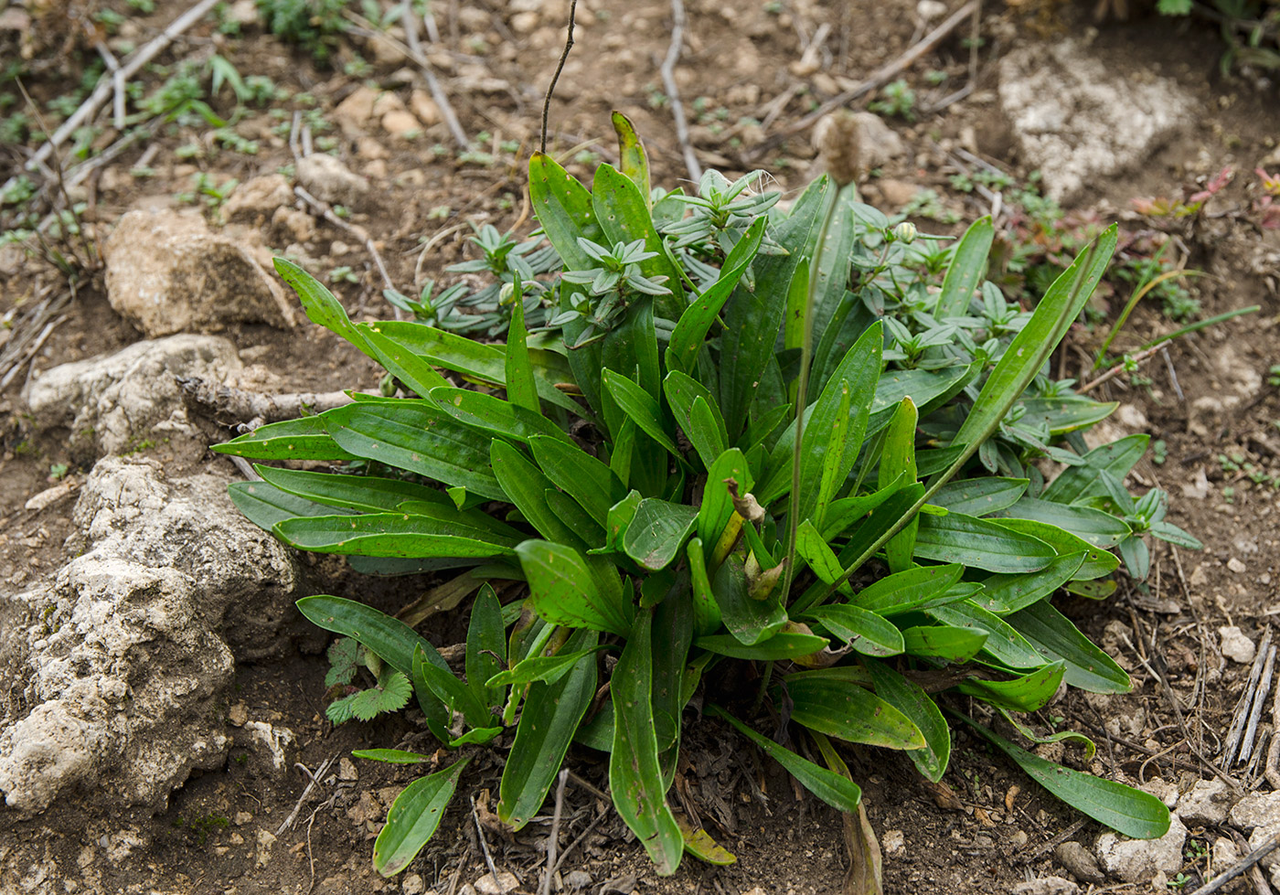 Image of Plantago lanceolata specimen.