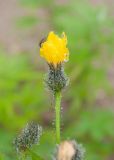 Picris kamtschatica