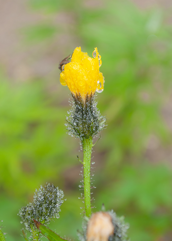 Image of Picris kamtschatica specimen.