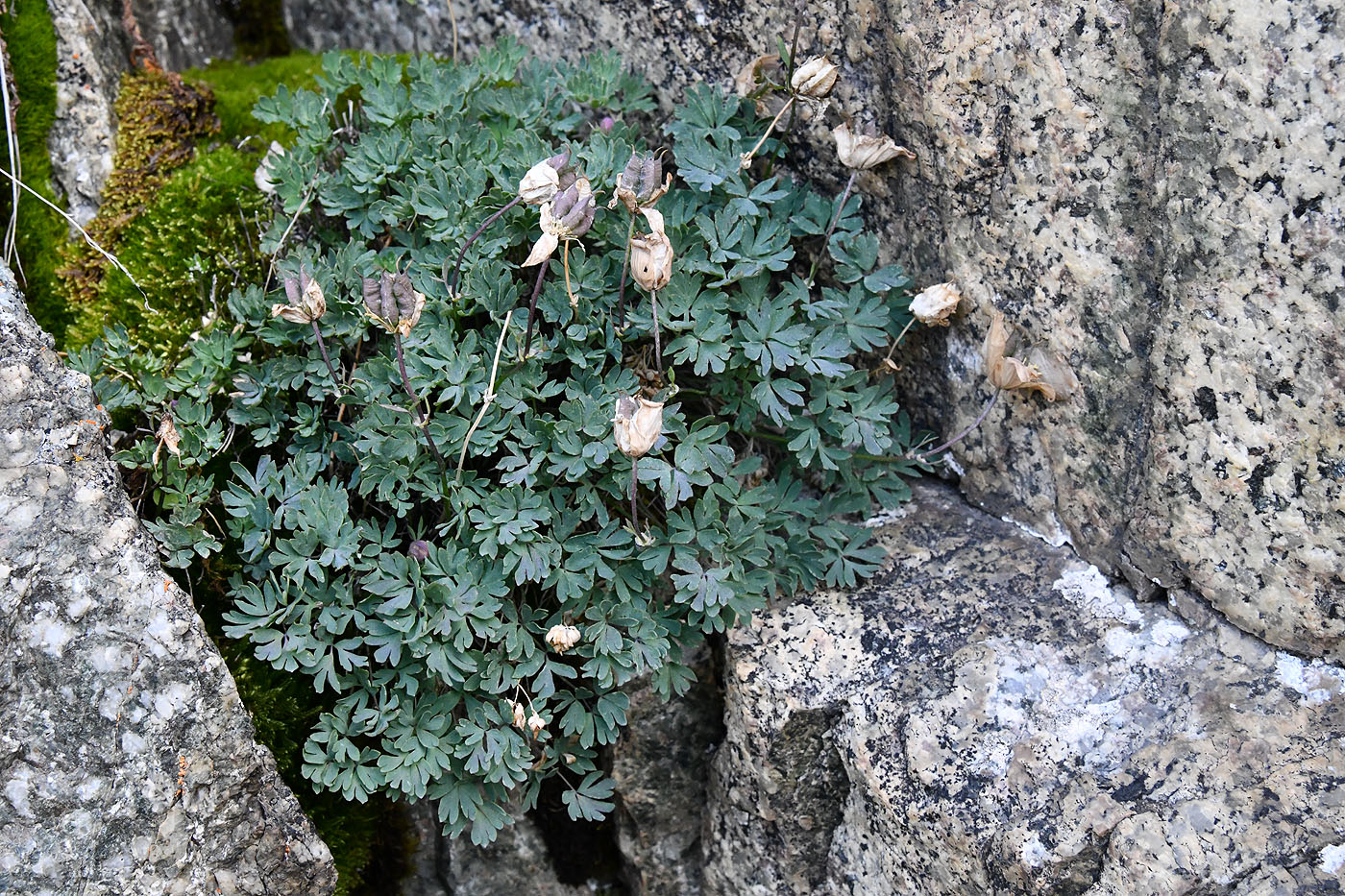 Image of Paraquilegia anemonoides specimen.