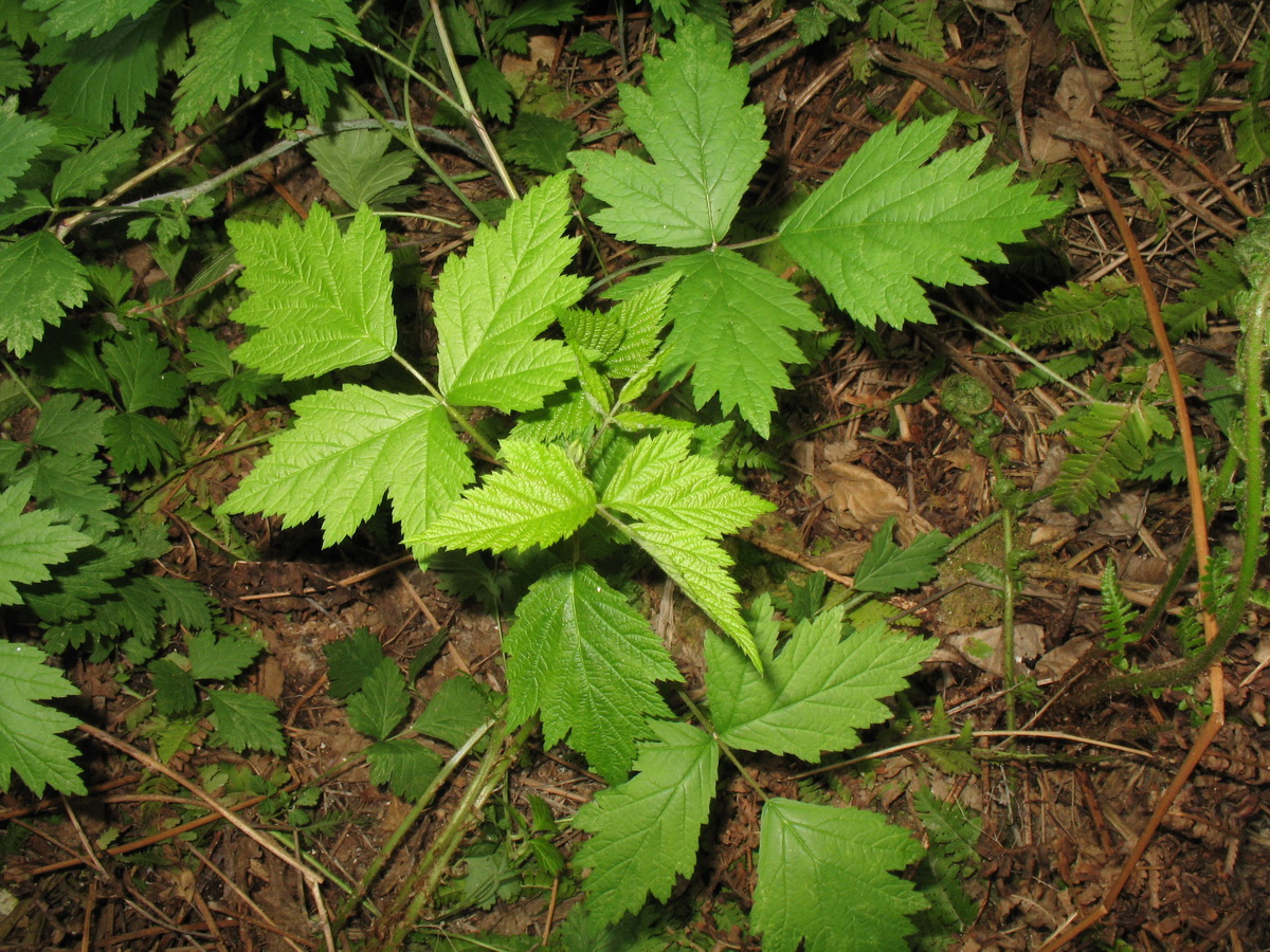 Image of Rubus caesius specimen.