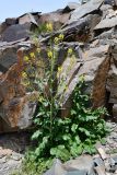 Sisymbrium brassiciforme