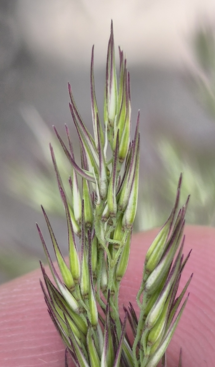 Image of Calamagrostis epigeios specimen.