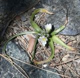 Ornithogalum chionophilum