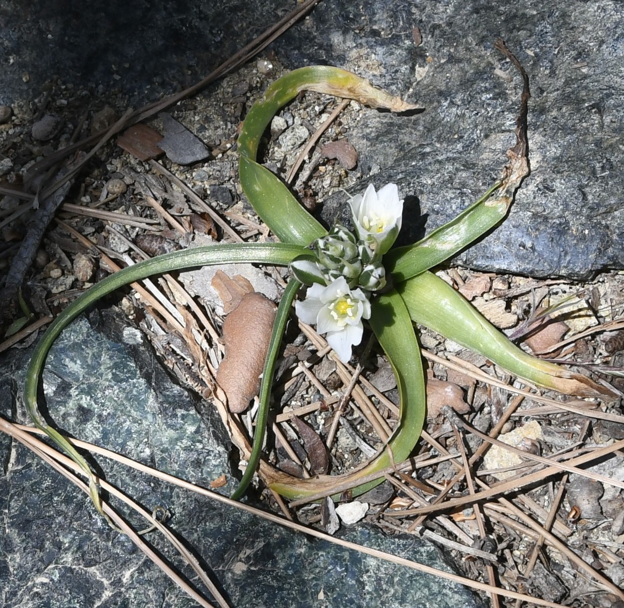 Image of Ornithogalum chionophilum specimen.