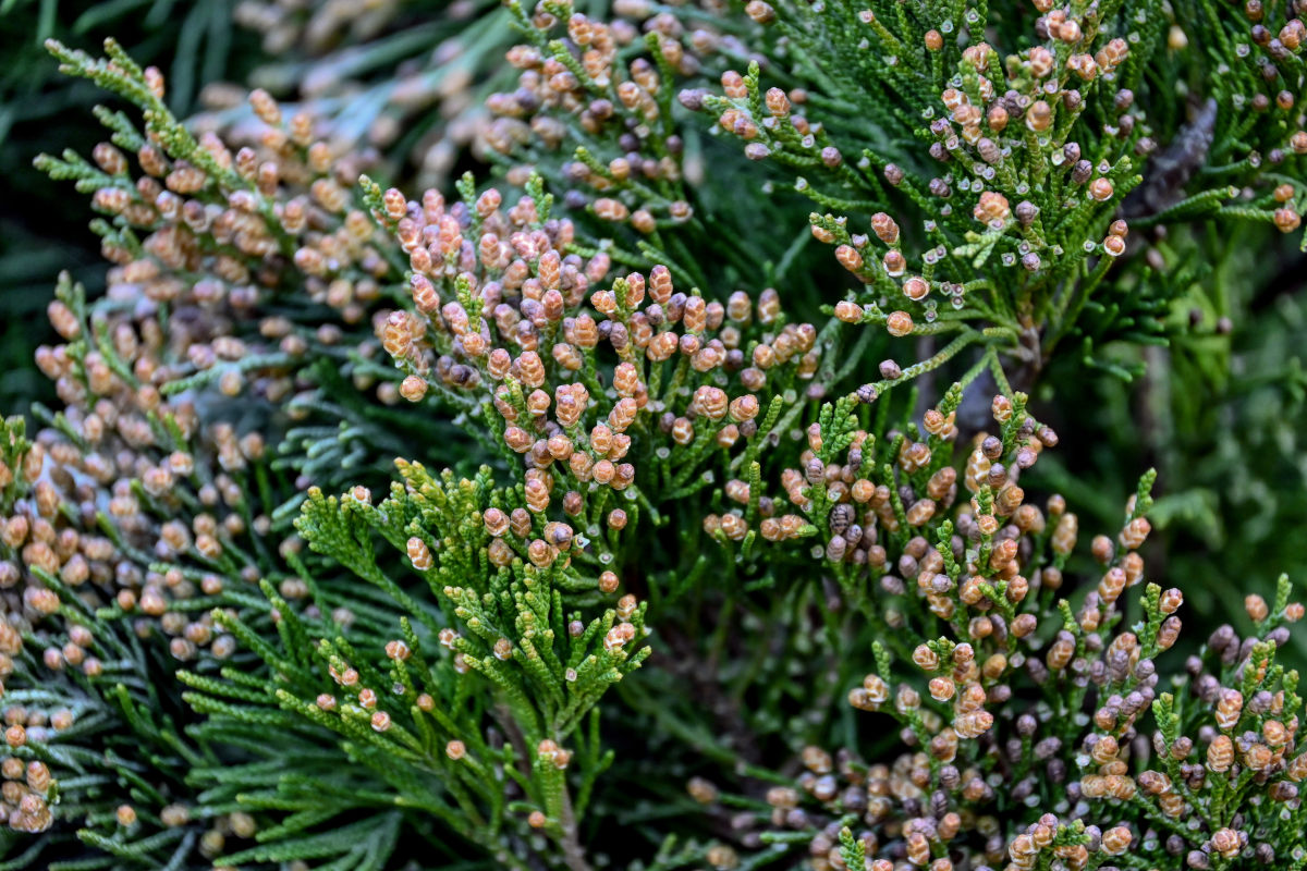 Image of Juniperus virginiana specimen.