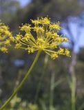 Thapsia villosa. Соцветие. Испания, Каталония, пров. Жирона, комарка Баш Эмпорда, муниципалитет Паламос, гаррига на выходах скал. 18.05.2025.
