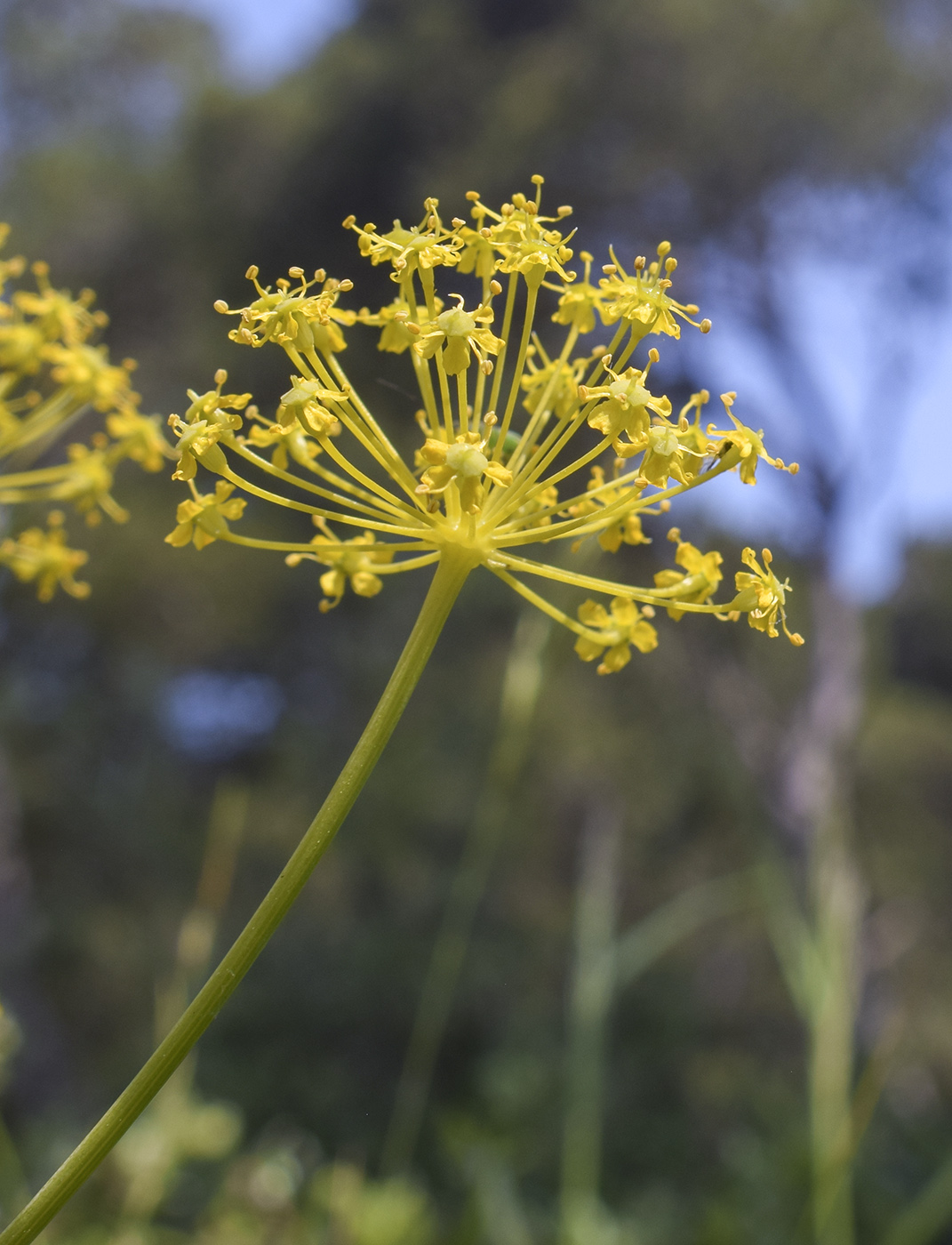 Image of Thapsia villosa specimen.