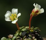 View full-size image Diapensia obovata