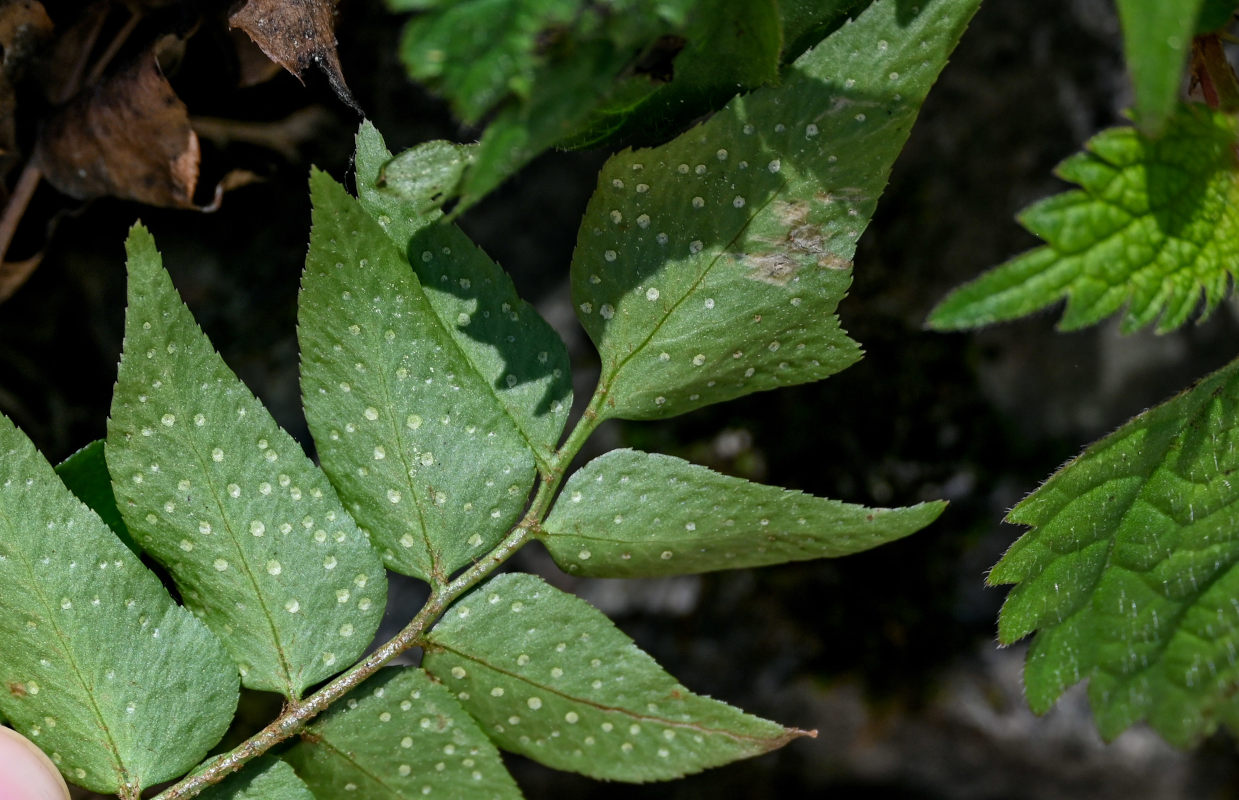 Image of Cyrtomium fortunei specimen.