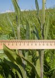 Tephroseris subfloccosa. Части побегов зацветающих растений. Карачаево-Черкесия, Зеленчукский р-н, гора Джангур, ≈ 1500 м н.у.м., субальпийский луг. 04.06.2025.