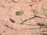 genus Eremopyrum
