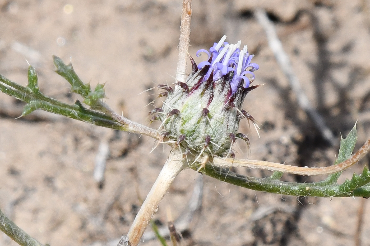 Изображение особи Cousiniopsis atractyloides.