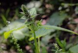 Stachys sylvatica